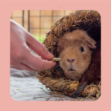 Load image into Gallery viewer, Burgess Excel - Forage & Feast Hay Bar with Rose