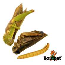 Load image into Gallery viewer, Rodipet Insect Mix Protein Snack
